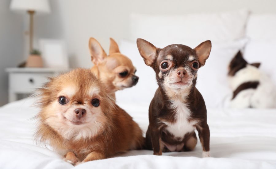 Small Dog Names