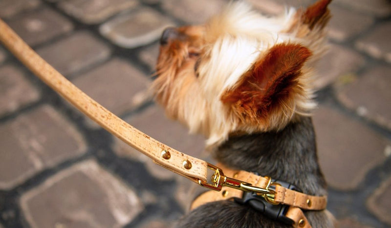 The Small Dog Leads That Feel as Good as They Look