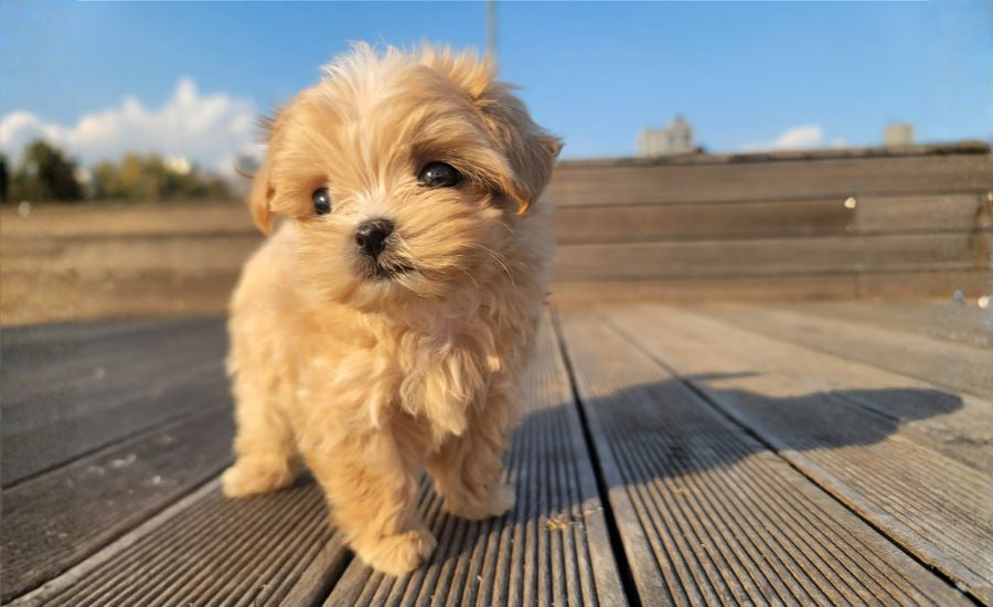 Best tiny dog harness