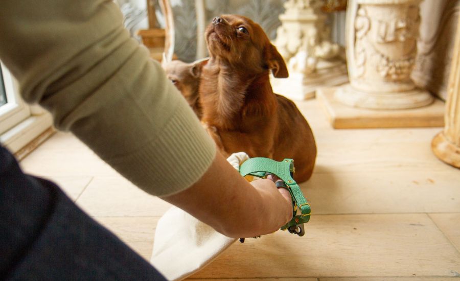 Small dog harness training