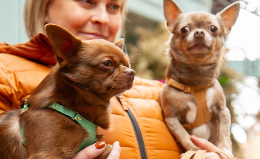 Owner holding two small dogs, illustrating how to choose the right small dog name