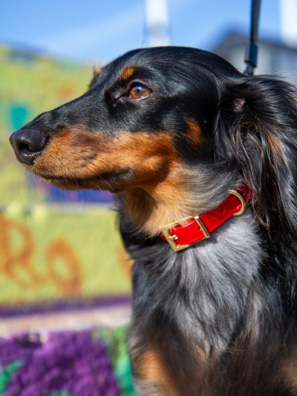 Small Dog Collars