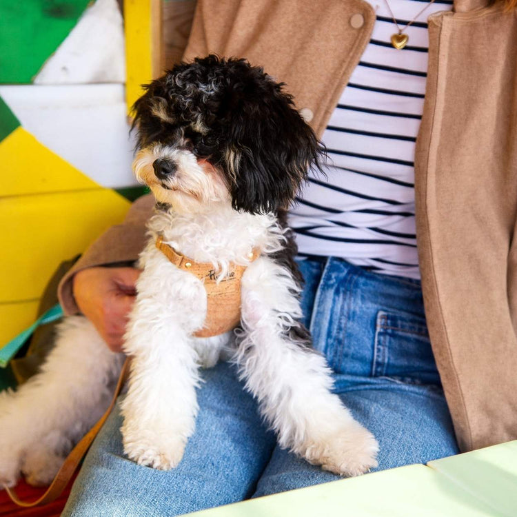 Adjustable Small Dog Harness @Basil (6mo cavapoo) wears size XS #style_natural-vegan-cork
