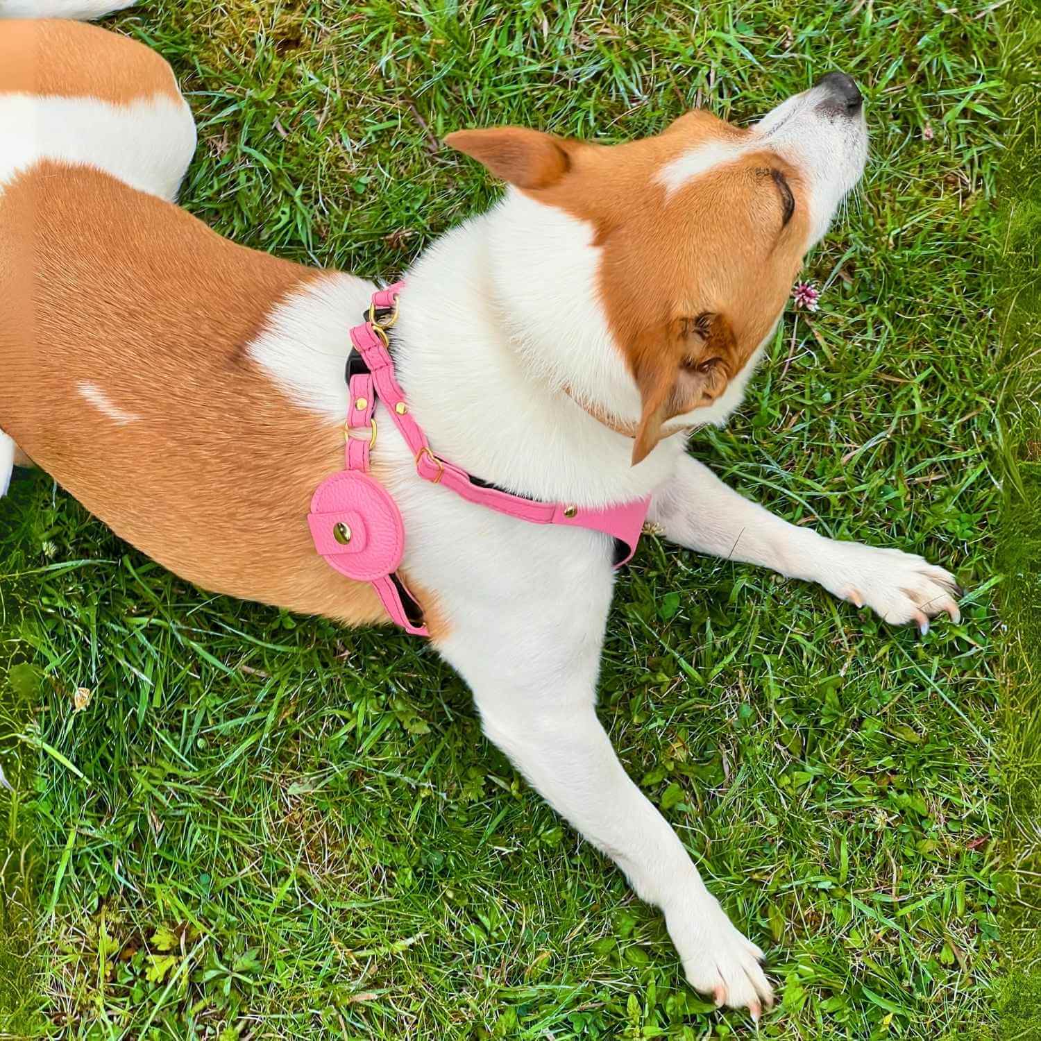 AirTag Holder For Dog #style_rose-pink-leather
