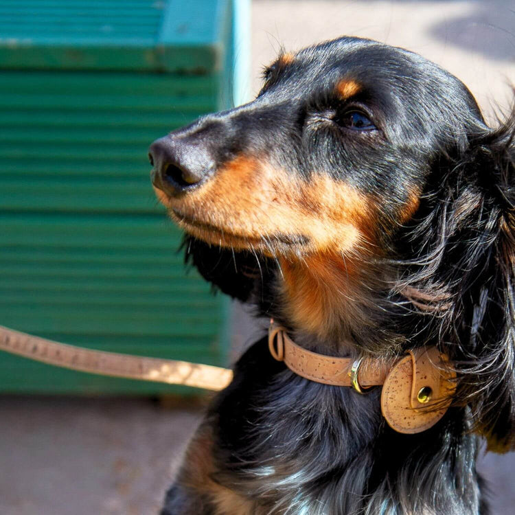 AirTag Holder For Dog #style_natural-vegan-cork