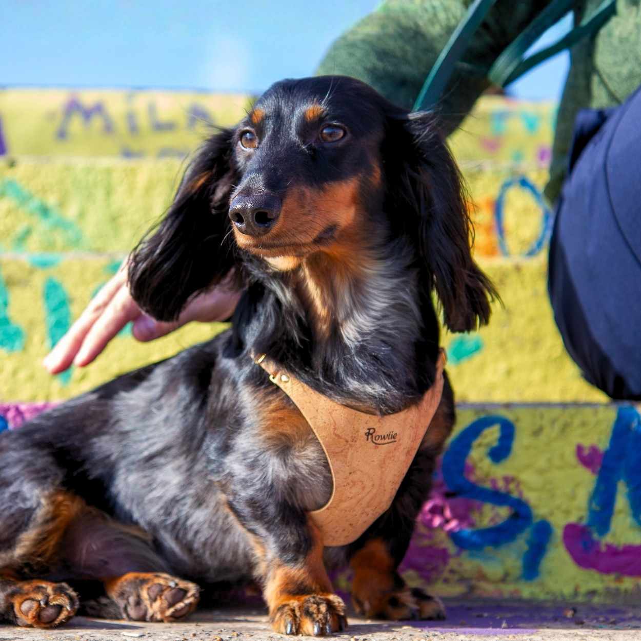 Best Harness for Miniature Dachshund @Henry (mini dachshund) wears size S #style_natural-vegan-cork