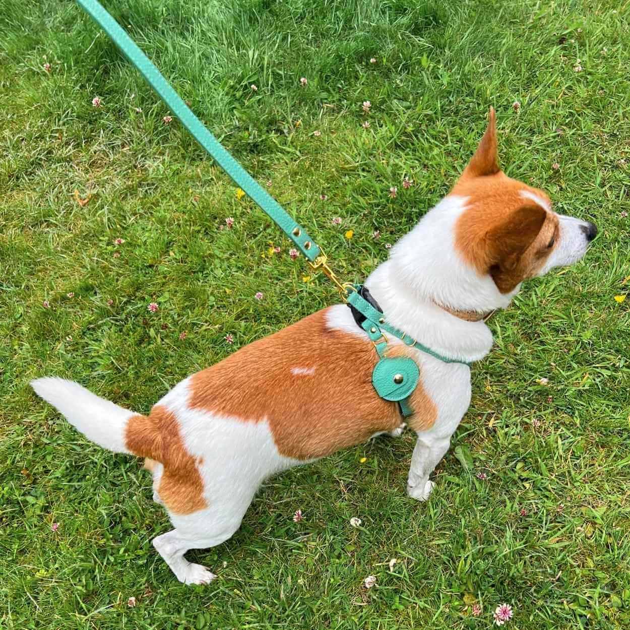 Best Small Dog Leash #style_mint-green-leather
