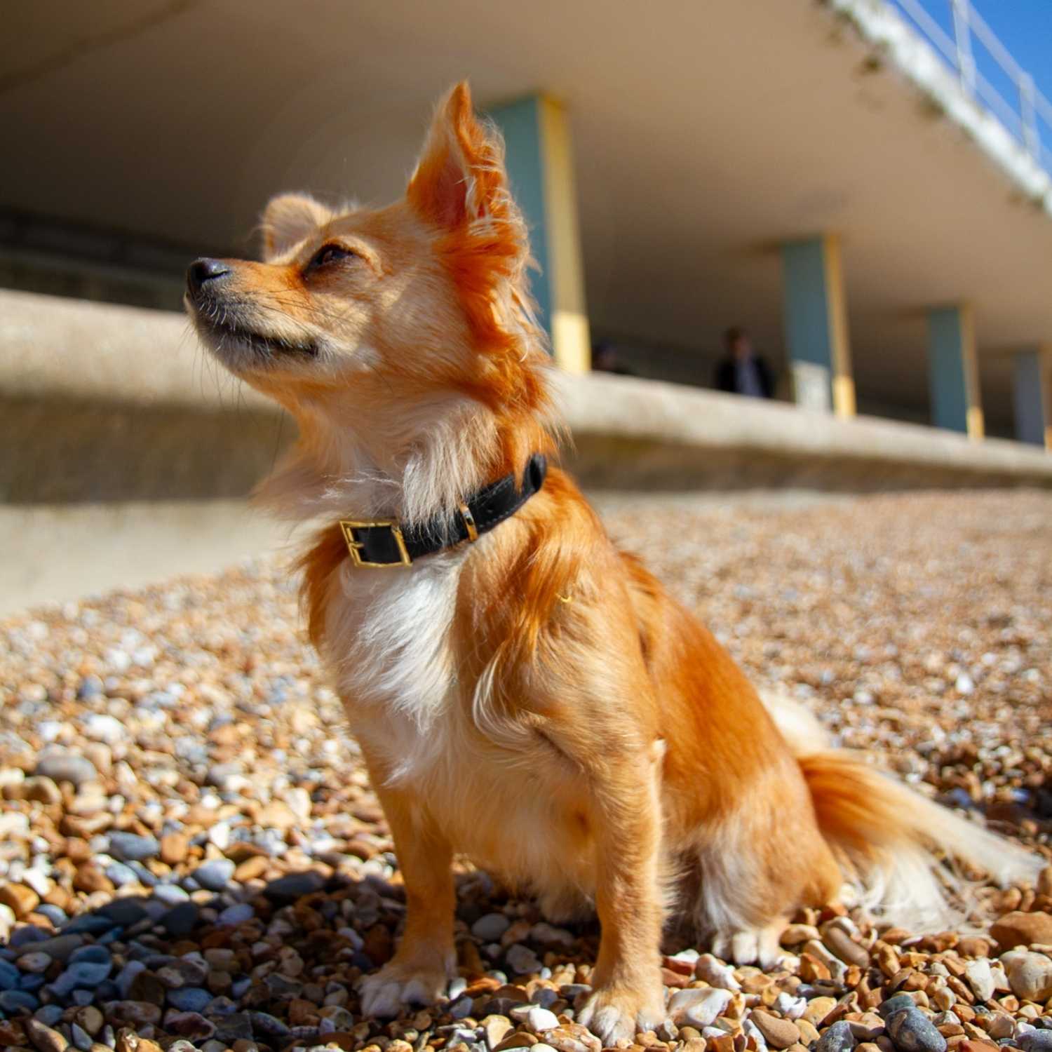 Black Dog Collar @Pixie (chihuahua) wears size S #style_black-leather