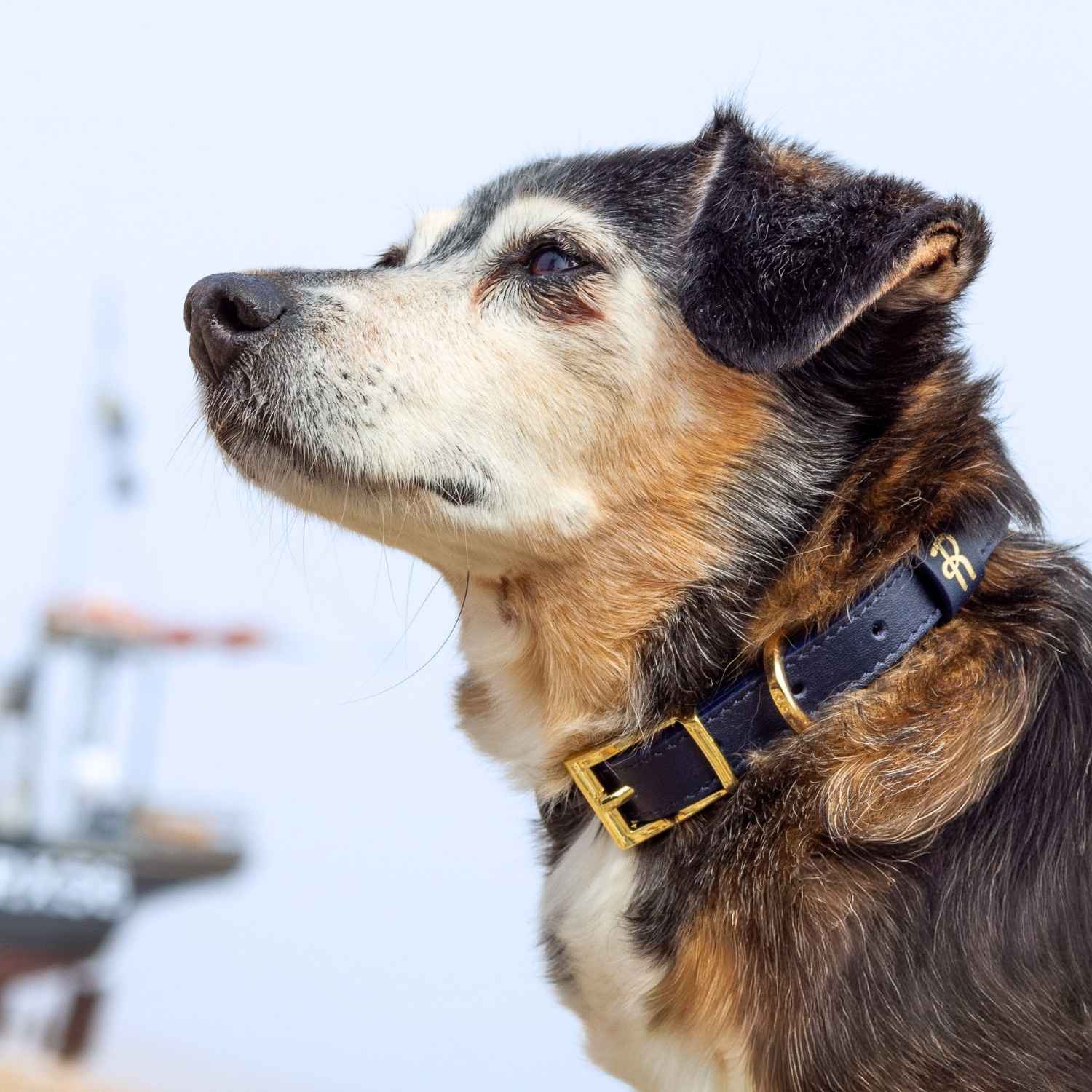 Blue Dog Collar @Daisy wears size S #style_midnight-blue-leather