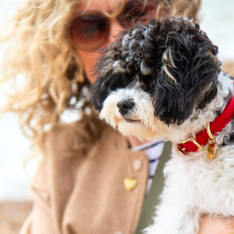 Cavapoo Collar @Basil (6 month old Cavapoo) wears size S #style_scarlet-red-leather