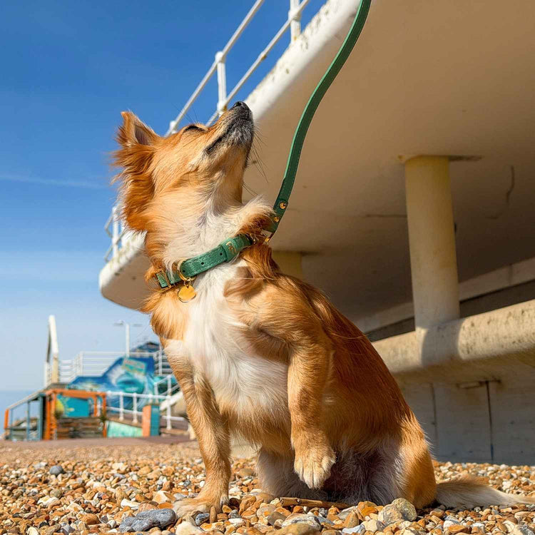 Chihuahua Collar Leather @Pixie (chihuahua) wears size S #style_mint-green-leather