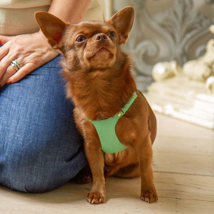 Chihuahua Harness #color_mint-green