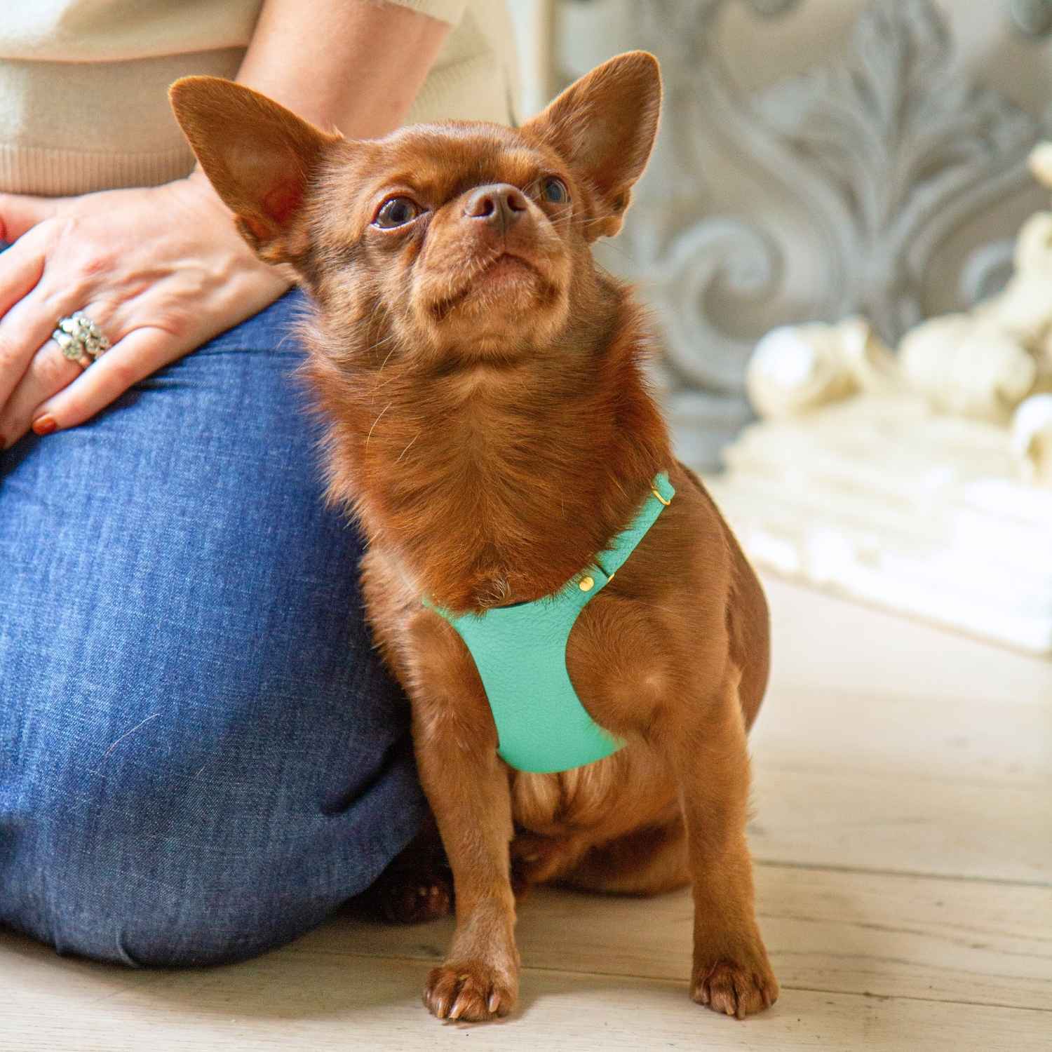 Chihuahua Harness @Biscuit (chihuahua) wears size XS #style_mint-green-leather