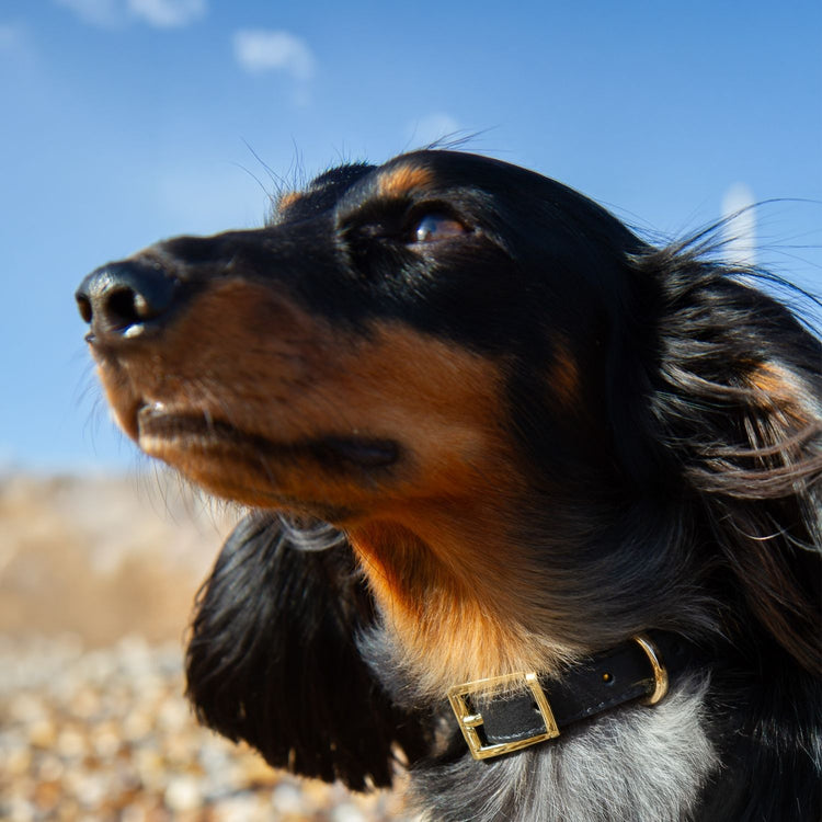 Designer Small Dog Collar @Henry (mini dachshund) wears size S #style_black-leather
