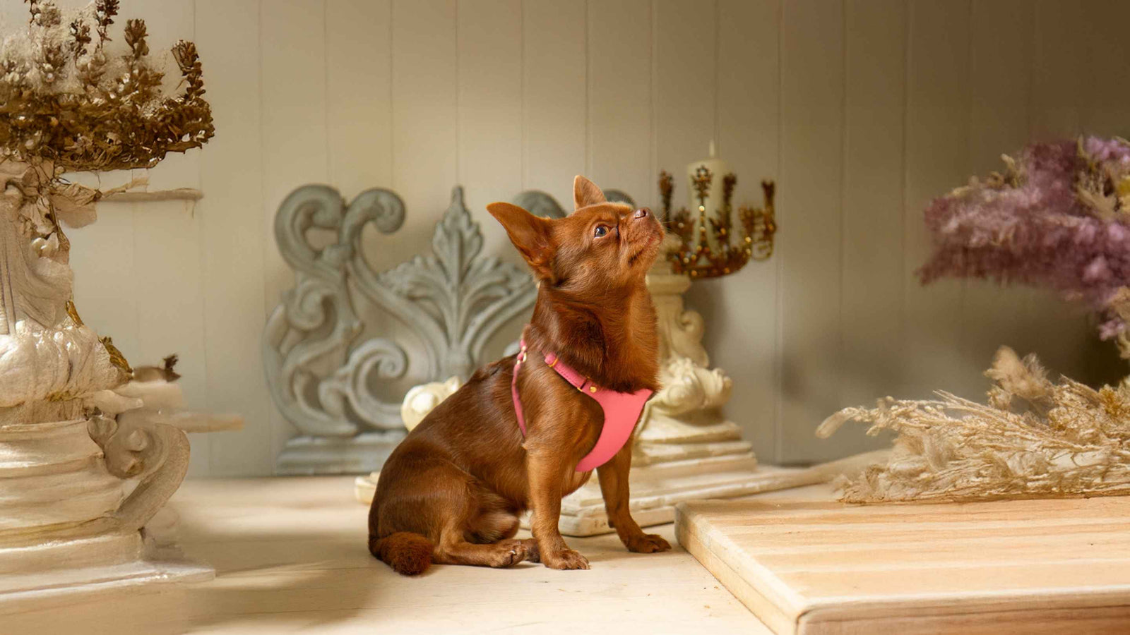 Designer Extra Small Dog Accessories