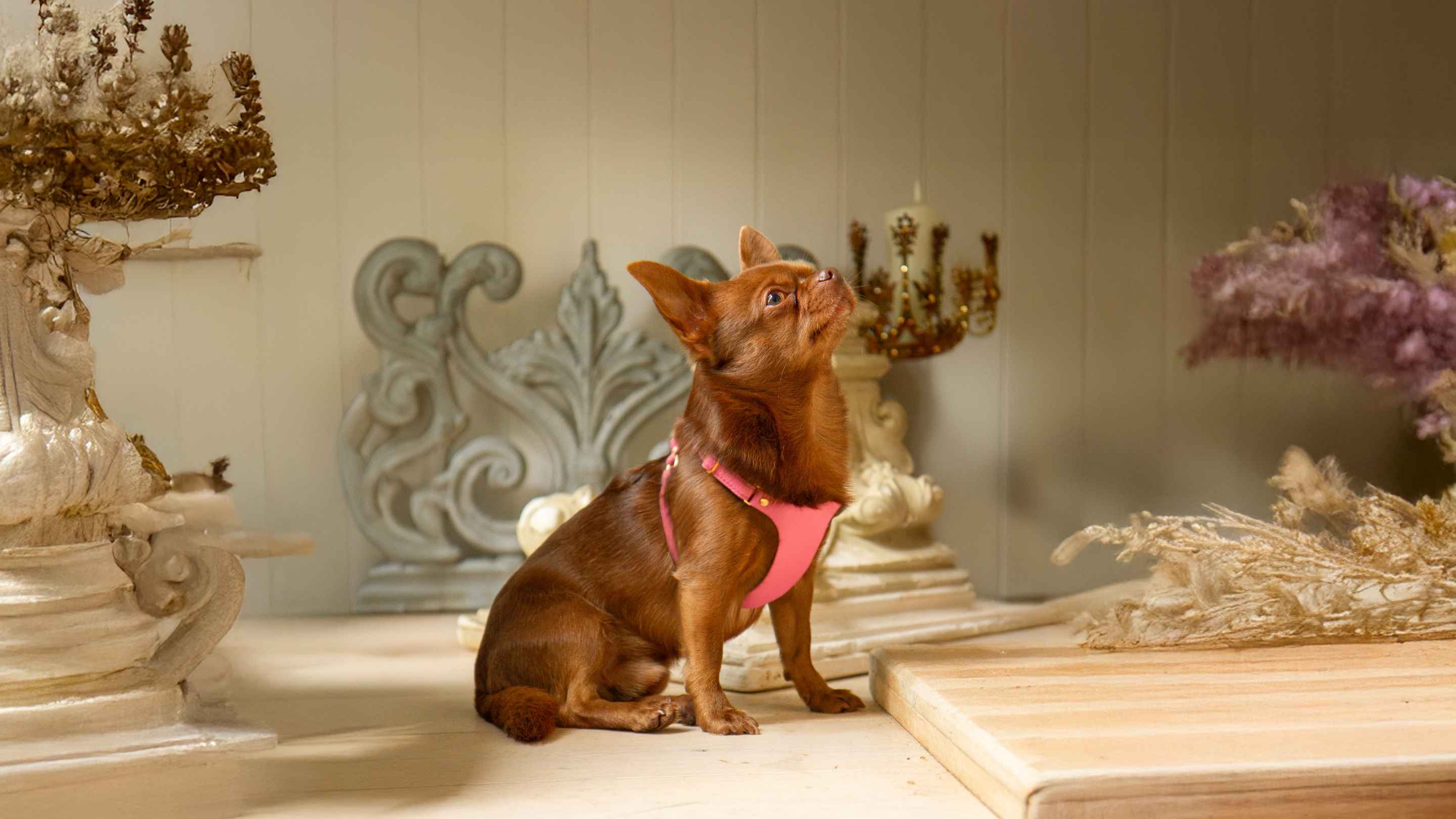 Designer Extra Small Dog Accessories