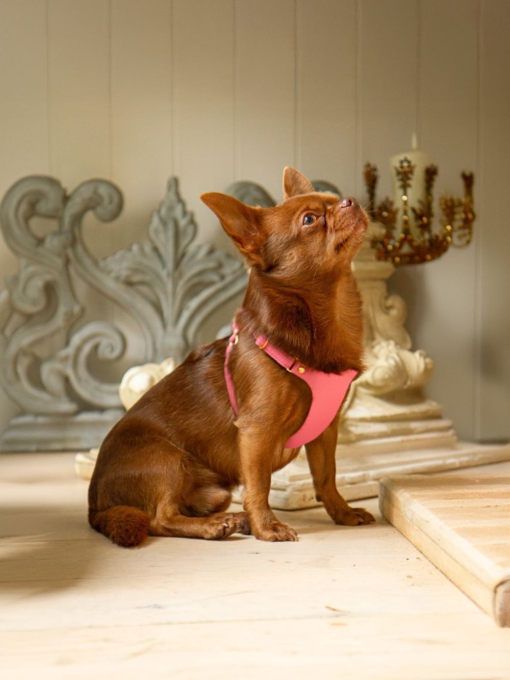 Designer Extra Small Dog Accessories