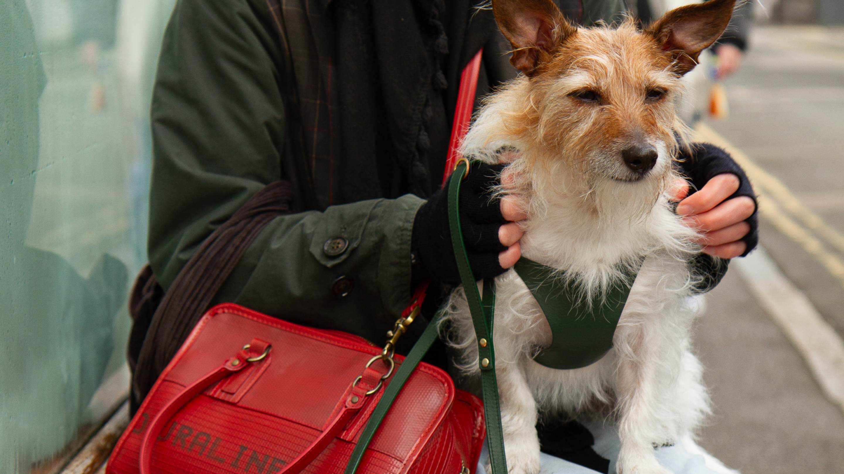 Designer extra small dog accessories