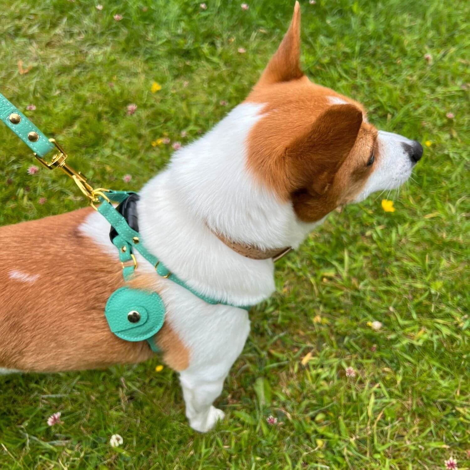 Dog Harness With AirTag Holder #style_mint-green-leather