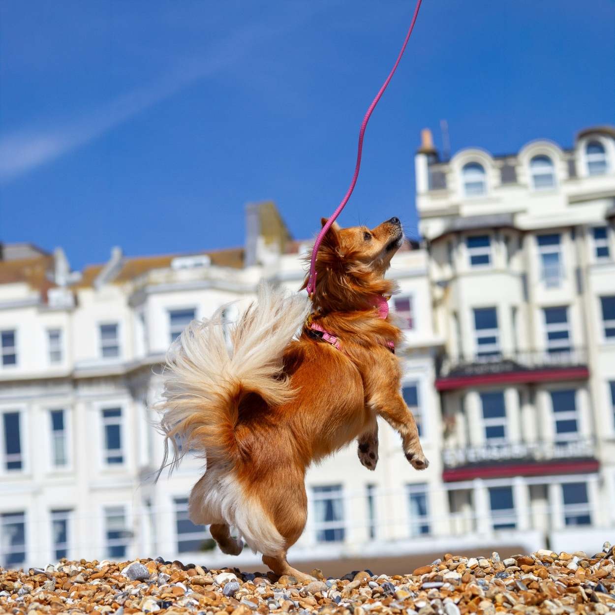 Dog Leads for Small Dogs #style_rose-pink-leather