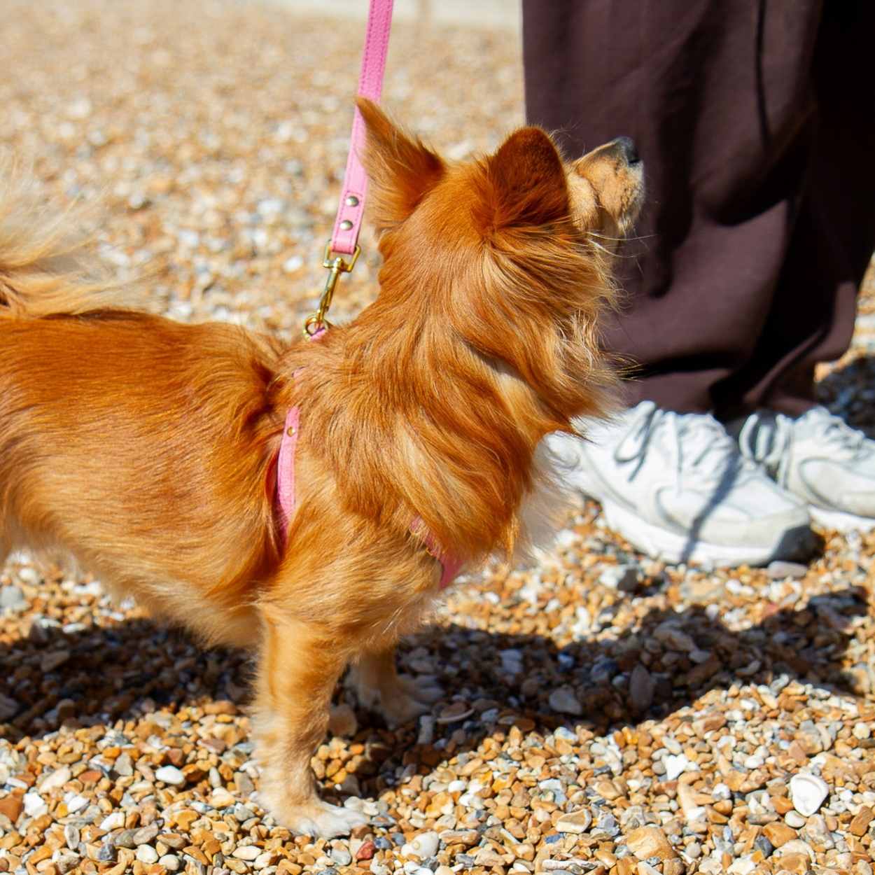 Dog Leash For Small Dogs #style_rose-pink-leather