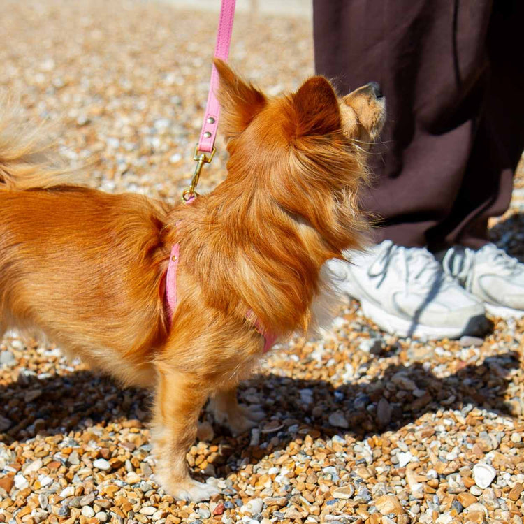 Dog Leash For Small Dogs #style_rose-pink-leather