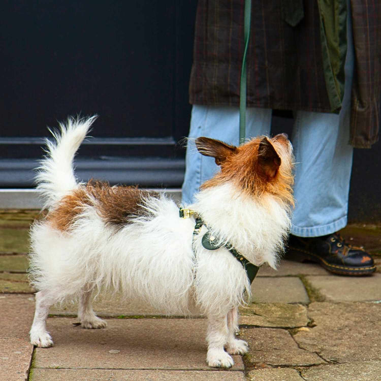 Dog AirTag Holder #style_emerald-green-leather