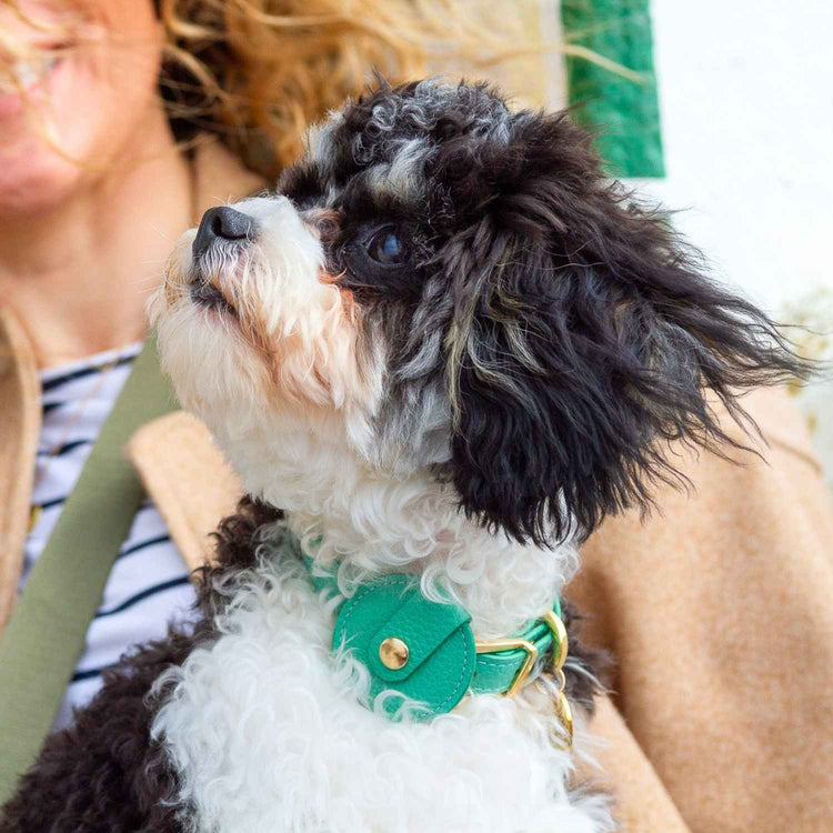Dog Collar With AirTag Holder #style_mint-green-leather