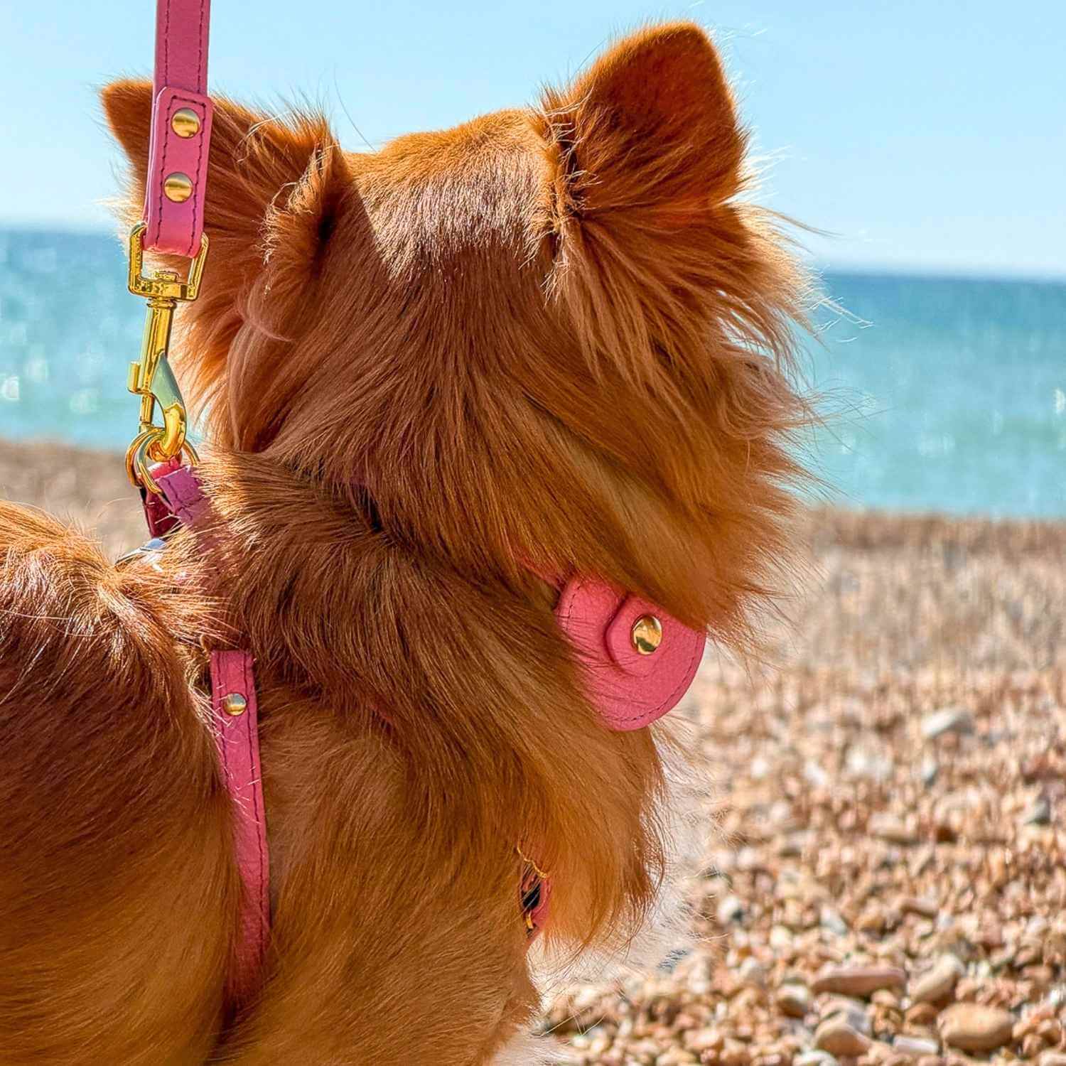 Dog Collar With AirTag Holder #style_rose-pink-leather