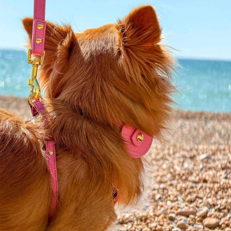 Dog Collar With AirTag Holder #style_rose-pink-leather