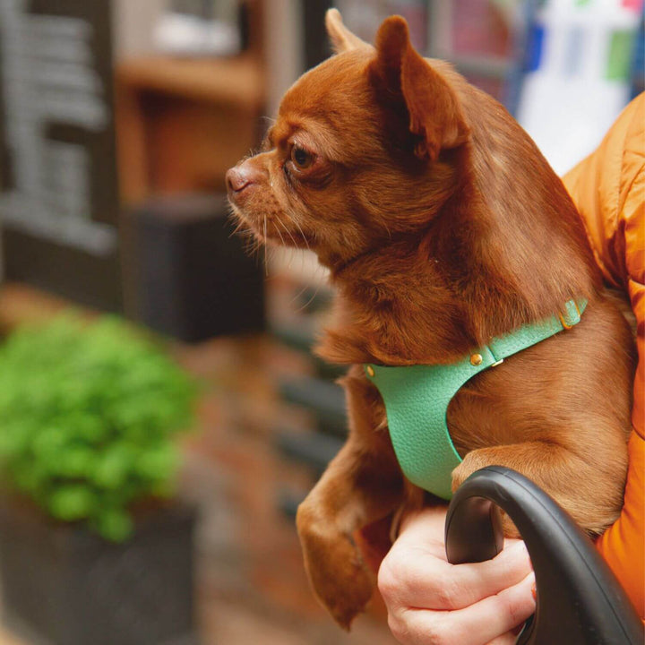 Extra Small Dog Harness #color_mint-green