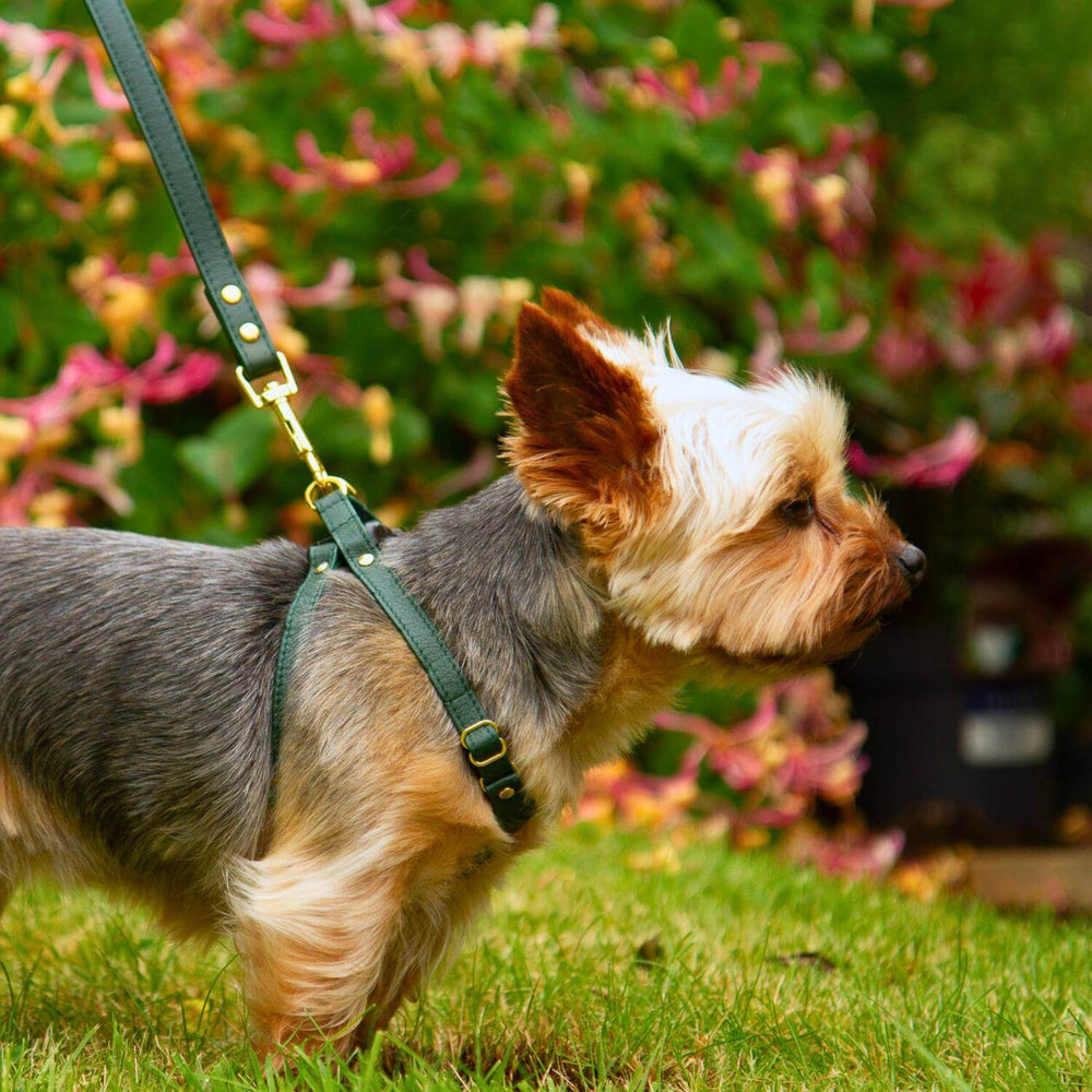 Extra Small Dog Leash #color_emerald-green