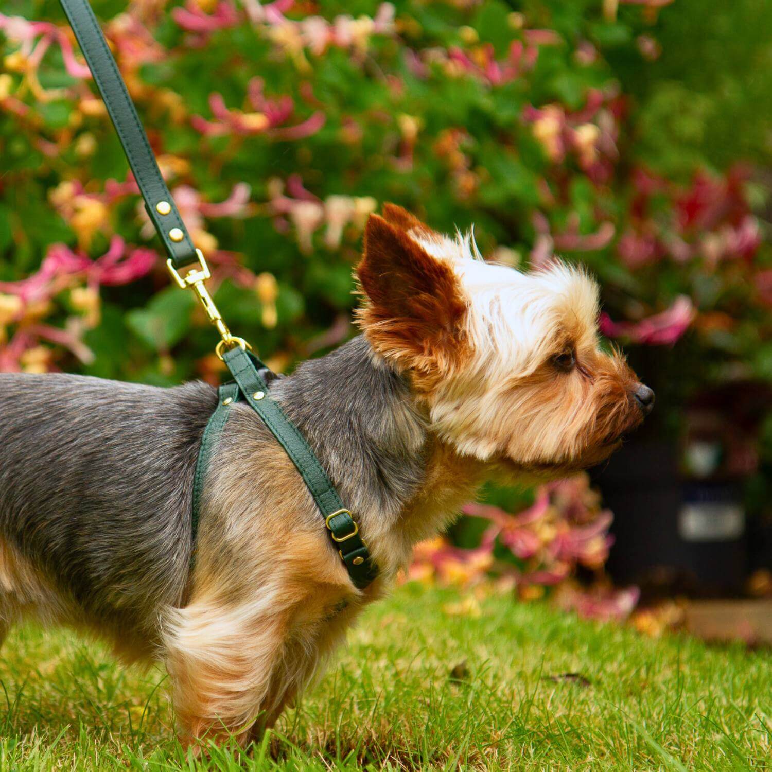 Extra Small Dog Leash #style_emerald-green-leather