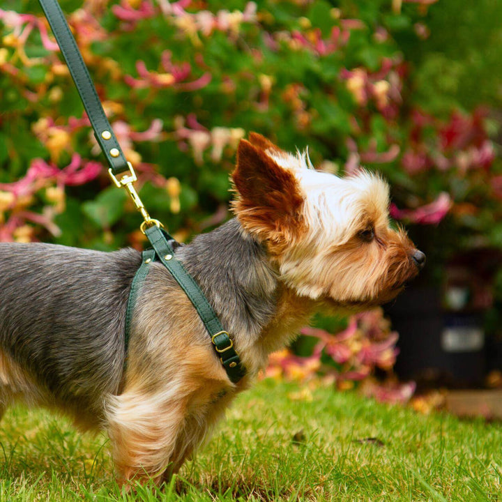 Extra Small Dog Leash #color_emerald-green