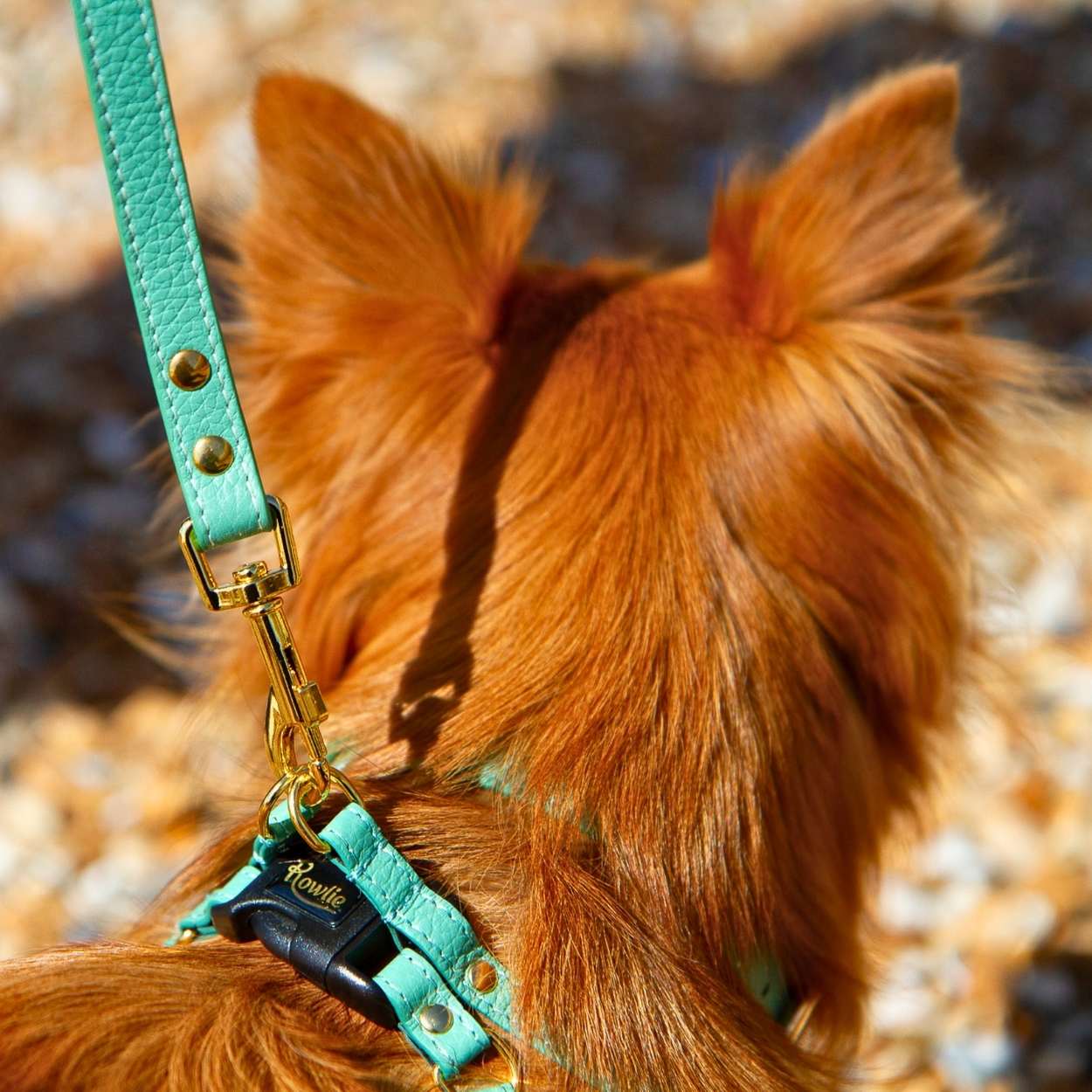 Extra Small Dog Leash #style_mint-green-leather
