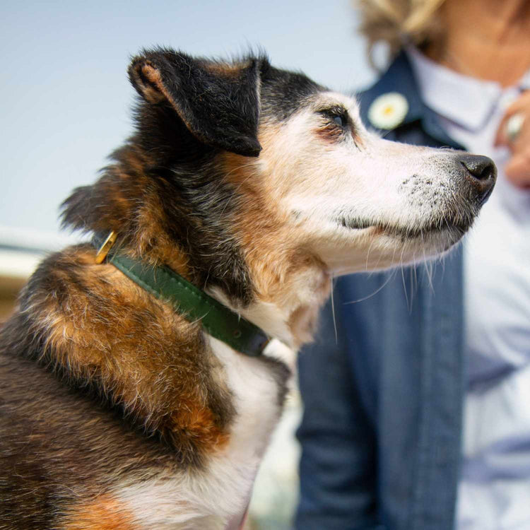 Green Dog Collar @Daisy wears size S #style_emerald-green-leather