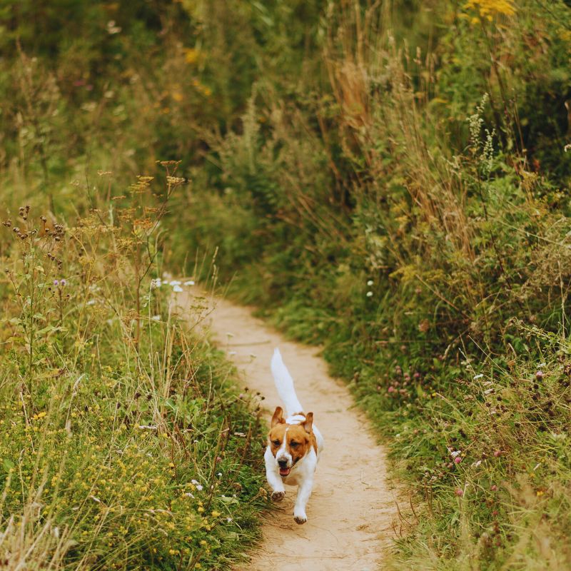 Jack Russell Harness