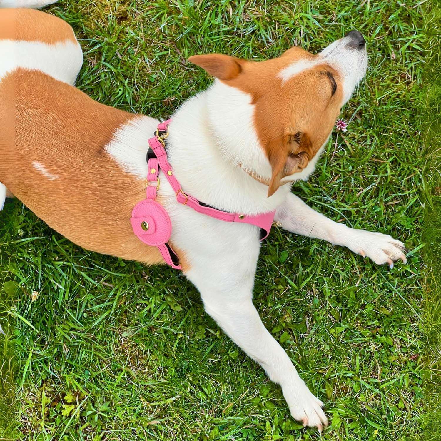 Leather AirTag Holder For Dog #style_rose-pink-leather