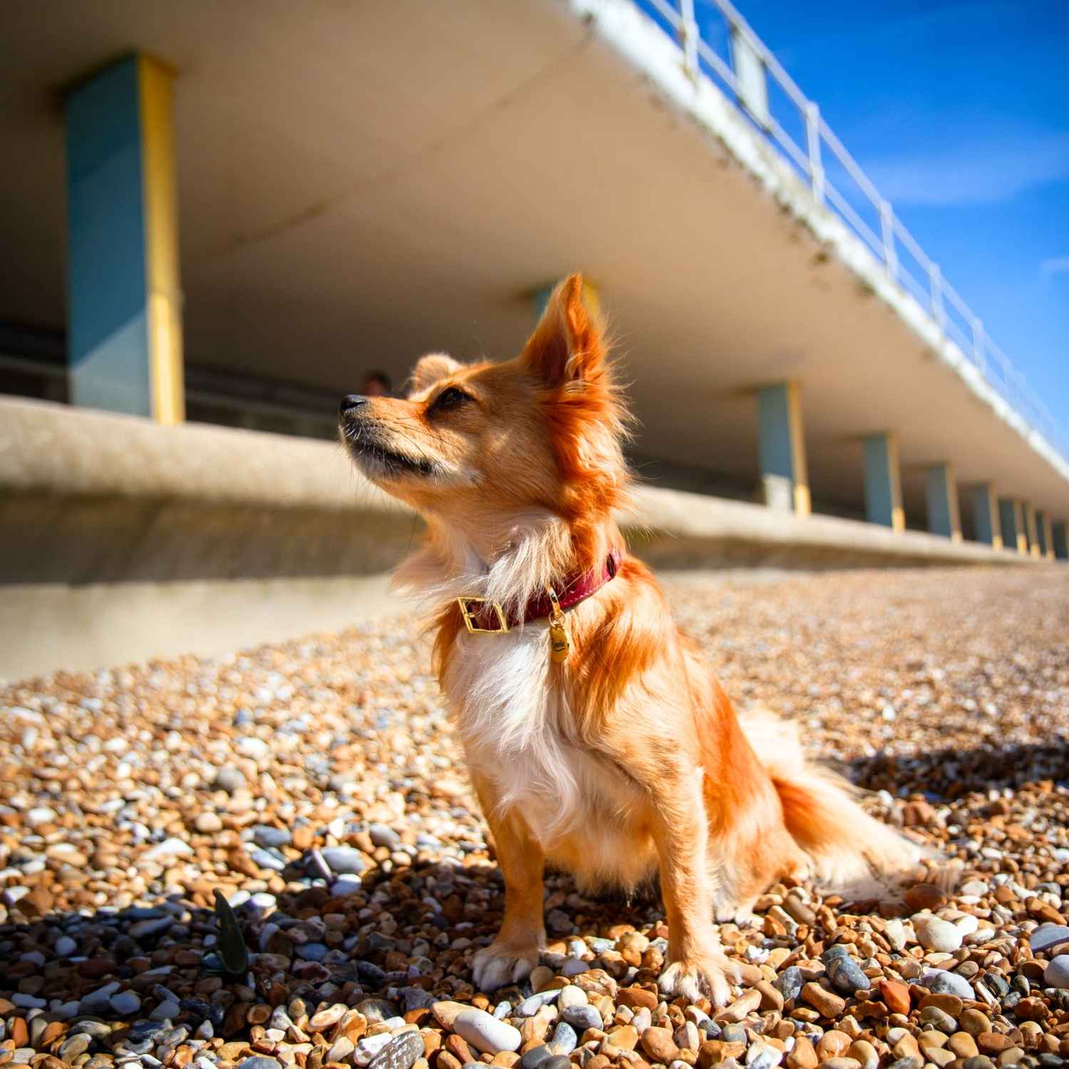Long Haired Chihuahua Collar Red @Pixie (chihuahua) wears size S #style_burgundy-leather