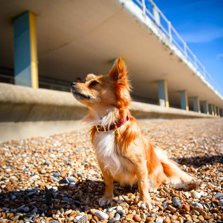 Long Haired Chihuahua Collar Red @Pixie (chihuahua) wears size S #style_burgundy-leather