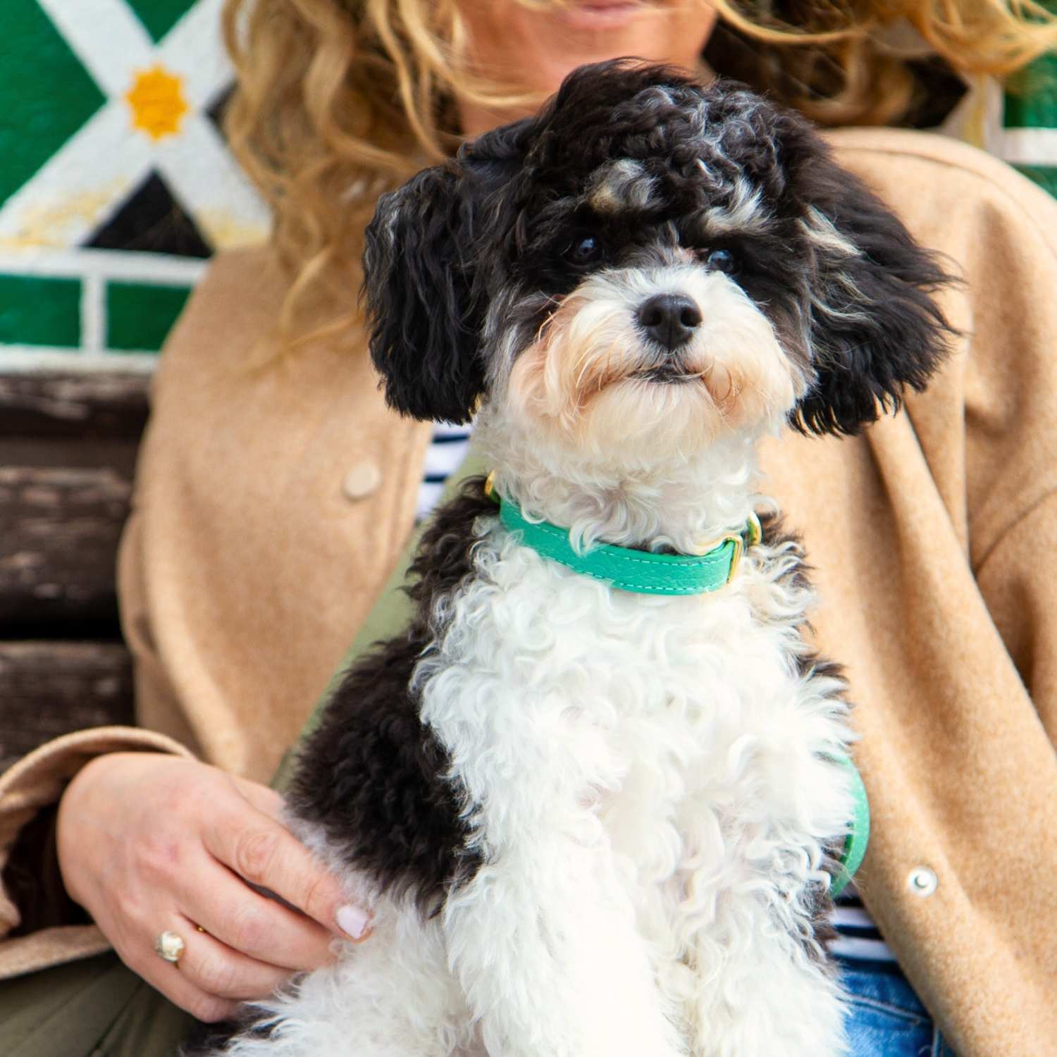 Cavapoo Leather Collar Green @Basil (6 month old cavapoo) wears size S #style_mint-green-leather