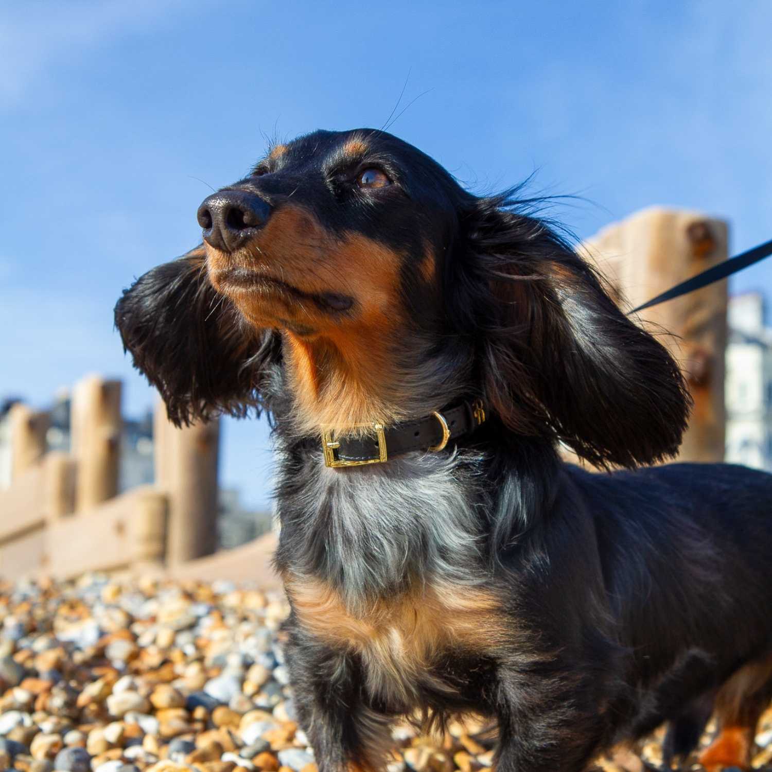 Leather Dog Collar Black @Henry (mini dachshund) wears size S #style_black-leather