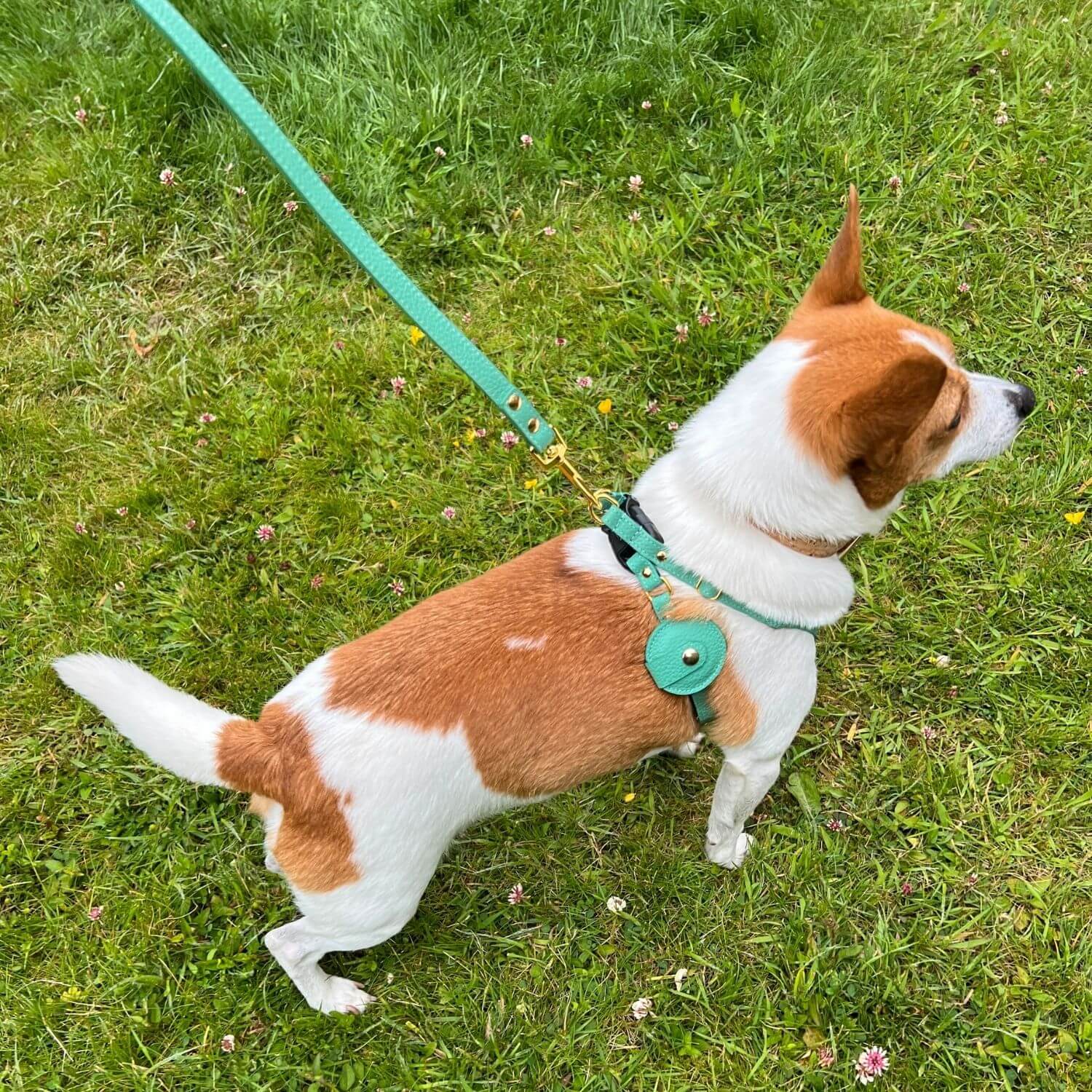 Leather Small Dog Lead - Rowlie #style_mint-green-leather