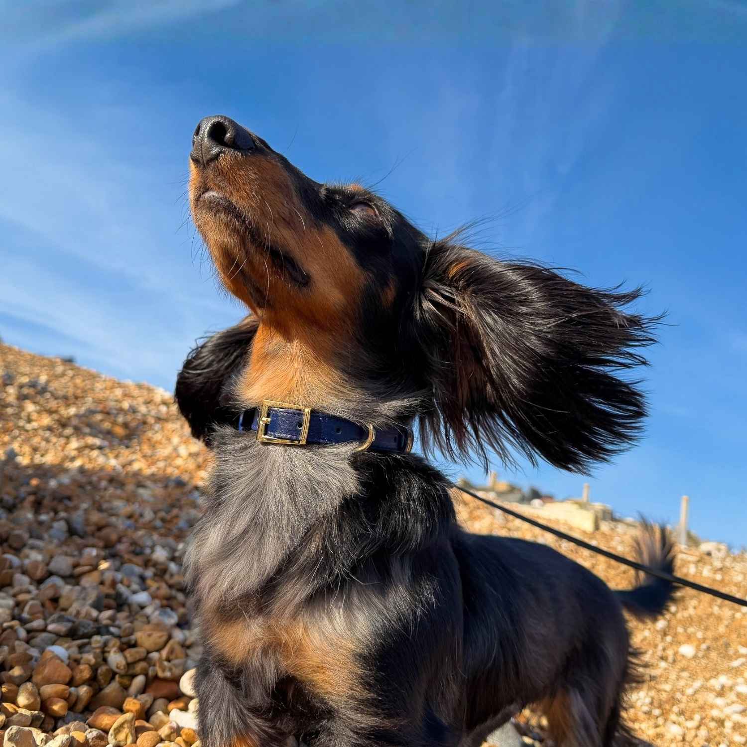 Mini Dachshund Wearing a Leather Dog Collar Blue @Henry (mini dachshund) wears size S #style_midnight-blue-leather