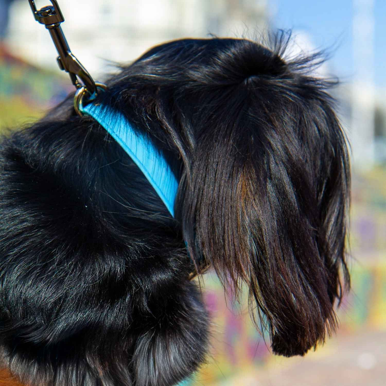 Leather Dog Collar Blue #style_azure-blue-leather