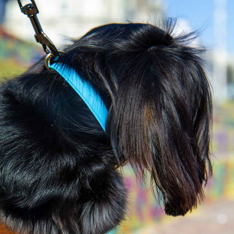 Leather Dog Collar Blue #style_azure-blue-leather