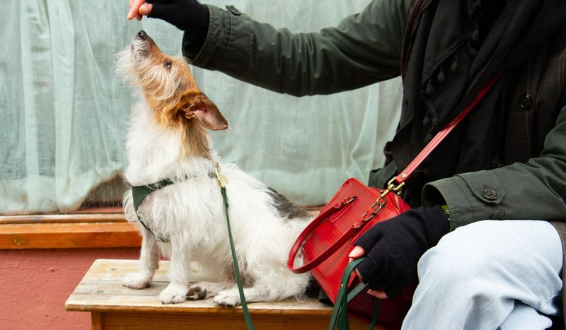 Leather Harnesses Specially For Small Dogs