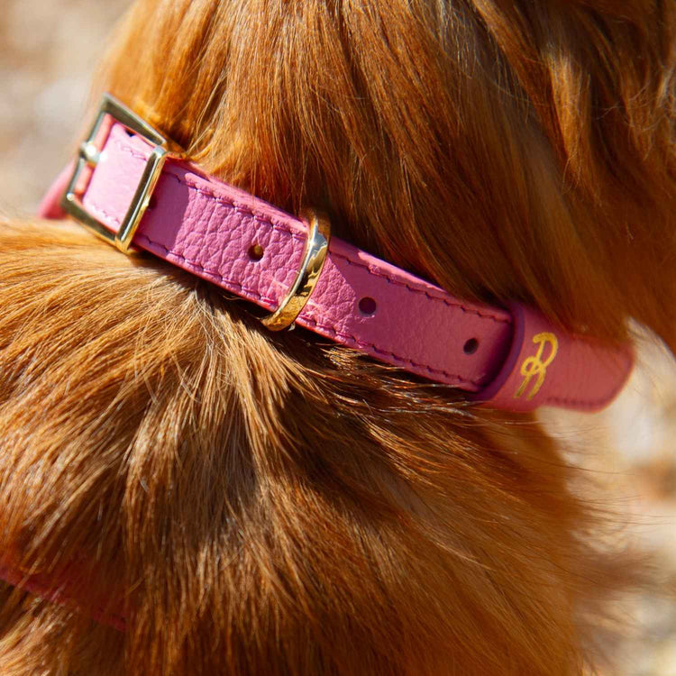 Close-up of a pink dog collar made from luxury leather with gold hardware on a dog's neck. #style_rose-pink-leather