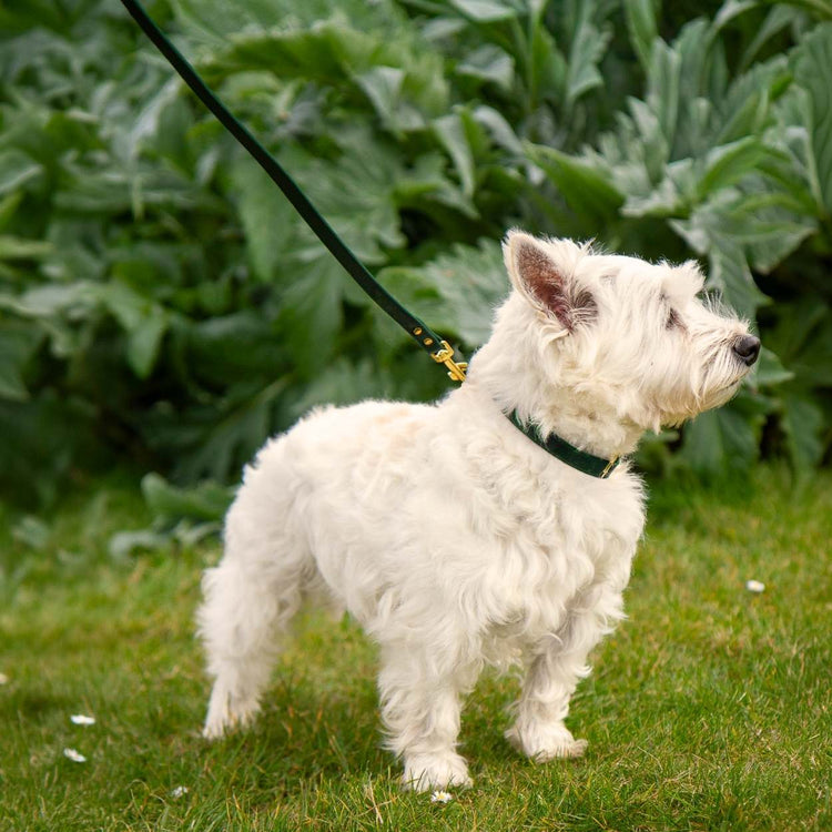 Little Dog Leash #style_emerald-green-leather