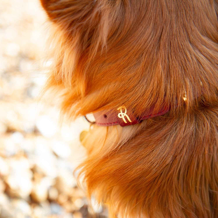 Close-up of a dog's head with a red collar featuring a gold tag on a blurred natural background #style_burgundy-leather